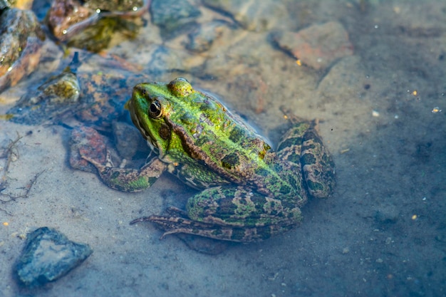 水中に座っている緑のカエルのクローズアップ画像