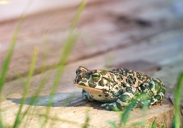 Green frog in the summer garden