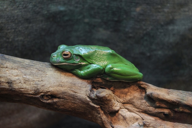 Photo green frog on a tree