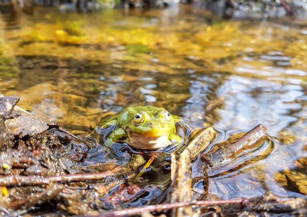 Зеленая лягушка в воде небольшого ручья в весеннем лесу