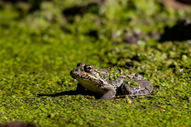 Green frog in the wild. Pelophylax ridibundus. Close up.