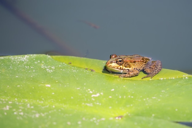 Green frog in the wild