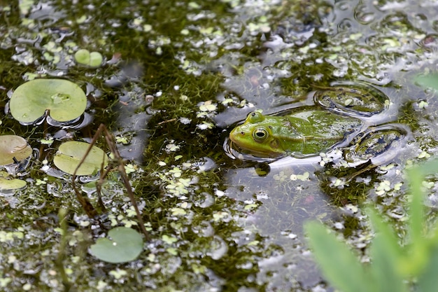 Green frog in the wild 