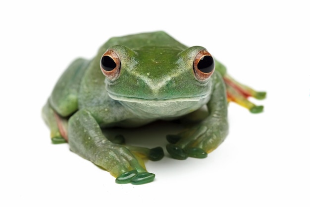 緑の体と赤い目を持つ緑のカエルは、白い背景に座っています。