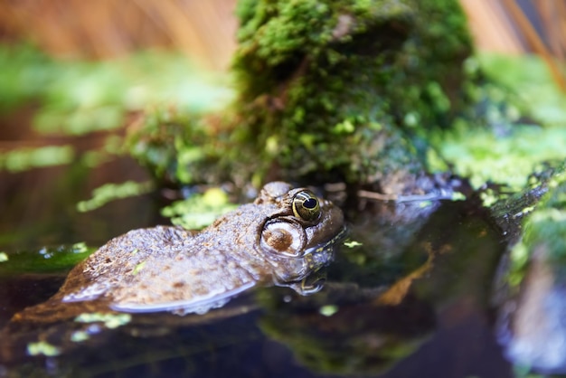 Green frog