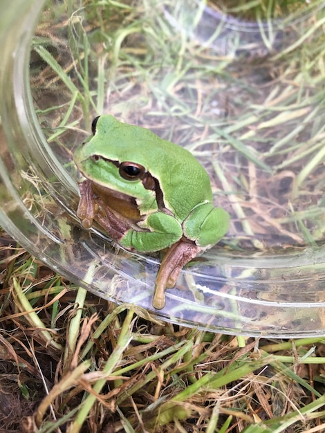 写真 緑のカエル