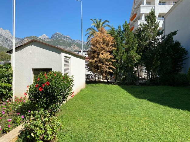 Green front lawn with date palms bushes and a cobbled path