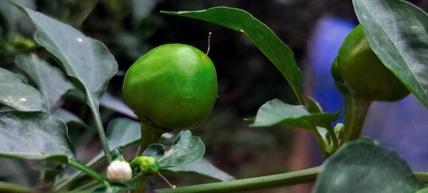 A green fruit is on a branch