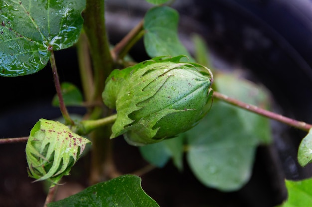 写真 綿の植物の緑の果実