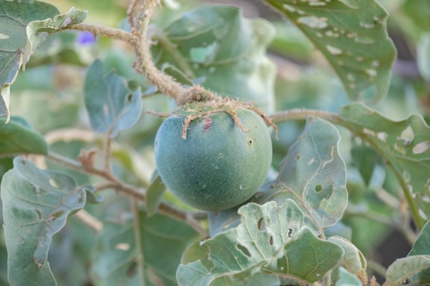 ブラジルのセラードとマイに典型的な珍しいロベイラ植物 Solanum lycocarpum の緑色の果実