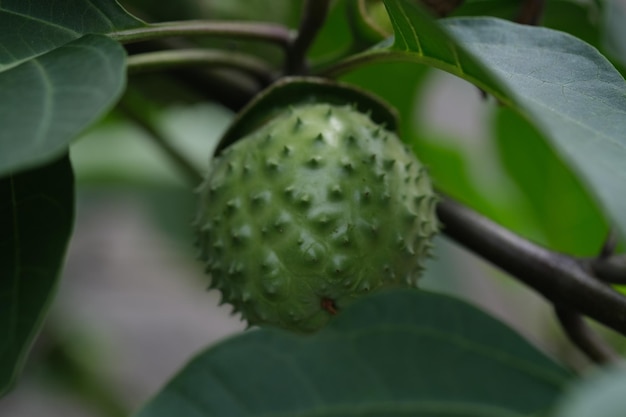 A green fruit on a tree