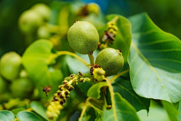 Green fruit of the walnut on the branch Walnut tree