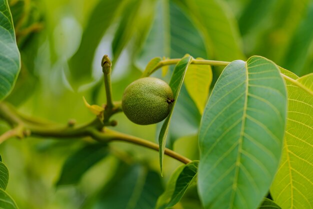 Green fruit of the walnut on the branch Walnut tree