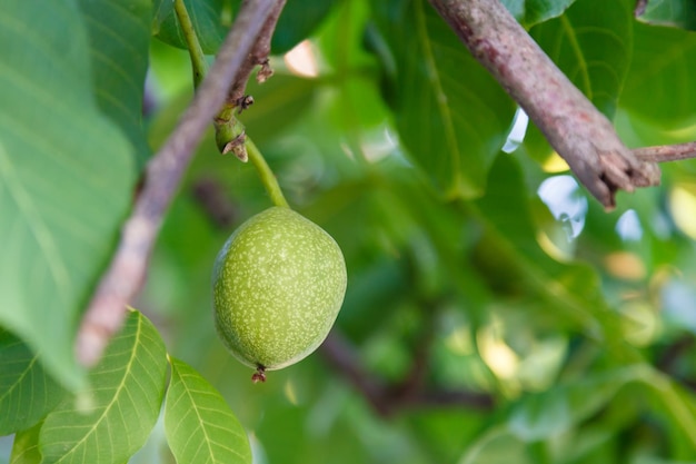 Green fruit of walnut on tree