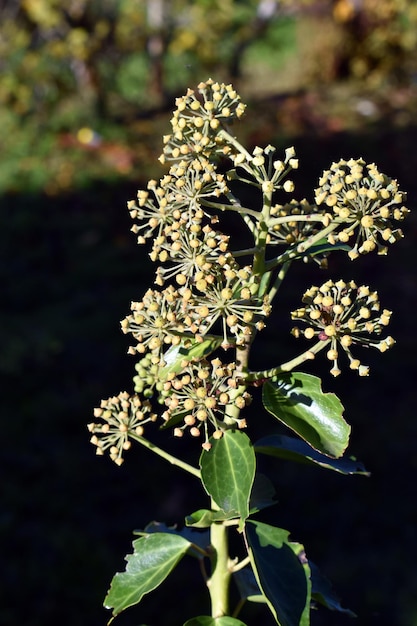 아이비 Hedera 나선의 녹색 과일과 잎