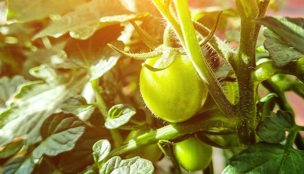 Green fruits of tomatoes grow on a branch