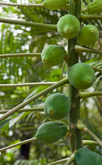 green fruits