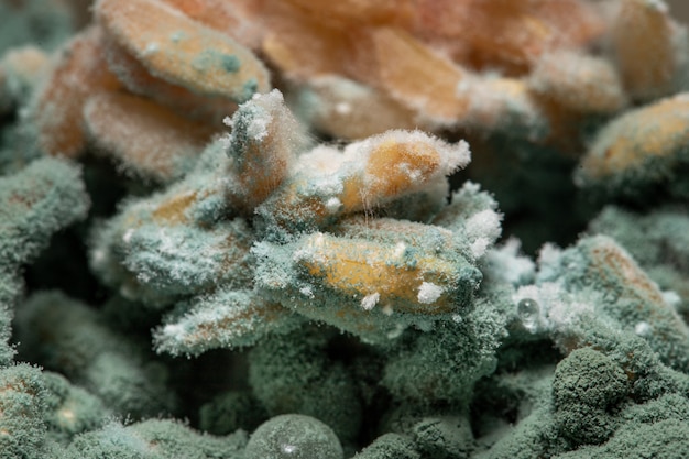 Foto fungo verde su alimento nella scatola