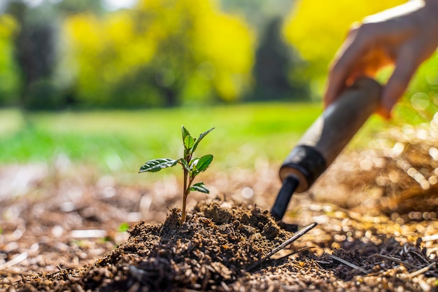 Green garden shovel on blur nature background with young plant