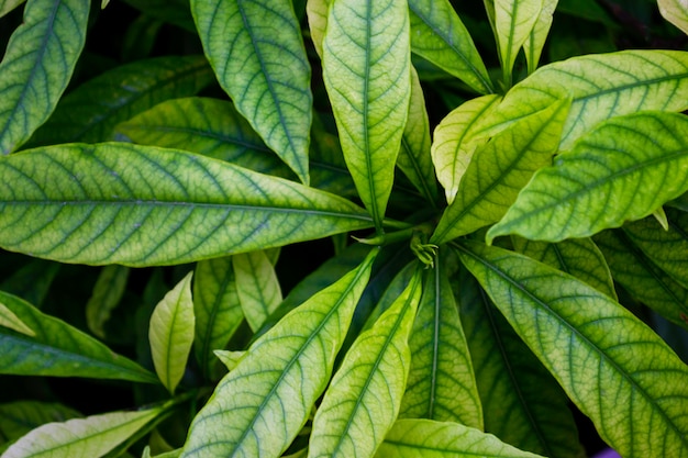 Green gardenia jasminoides leaves background. plant
texture.