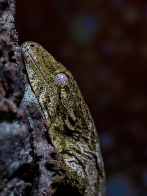 A green gecko is resting on a tree trunk.