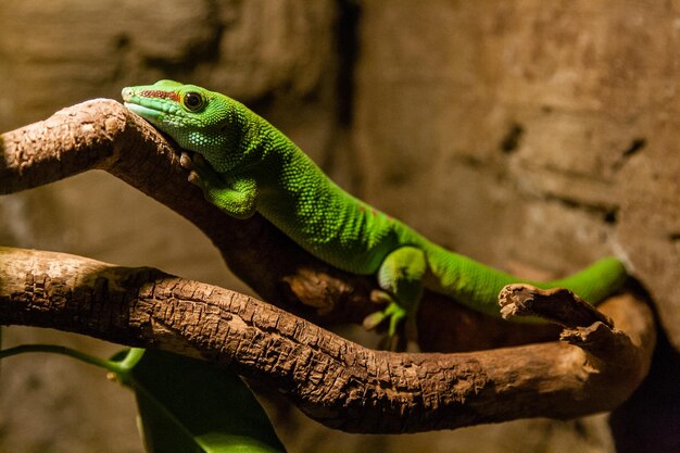 Green gecko lizard sits on a closeup branch