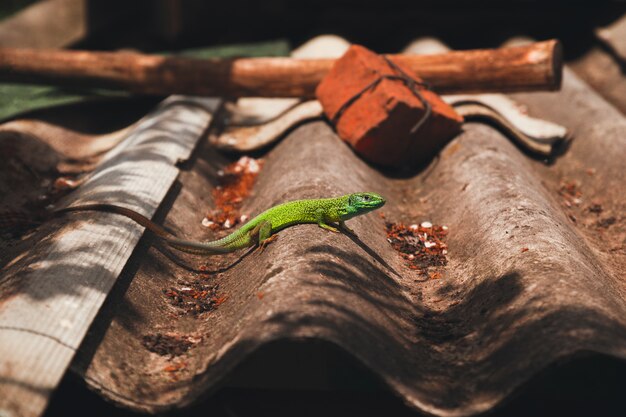 Green gecko on the roof Zurich zoo 