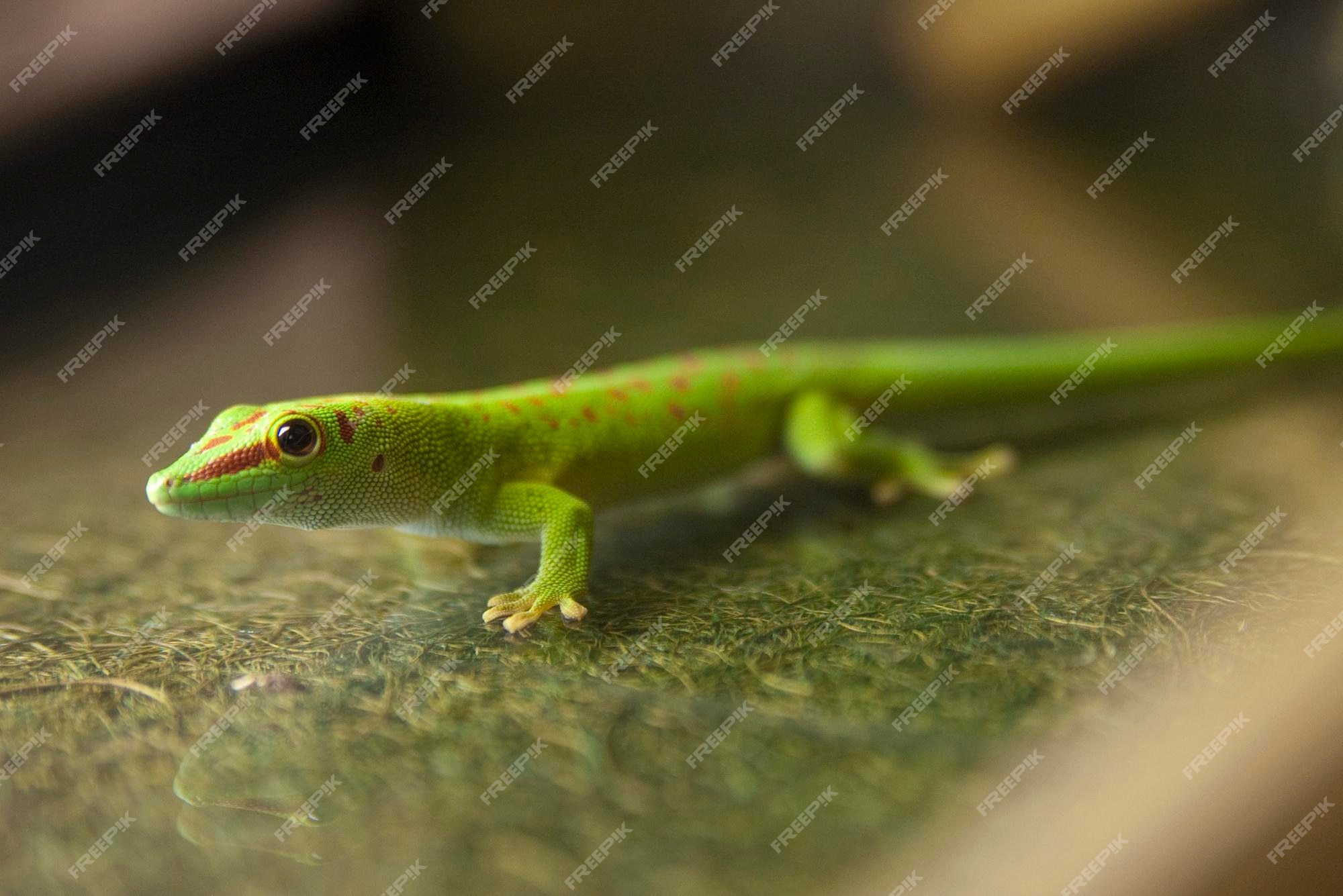 Premium Photo | Green gecko
