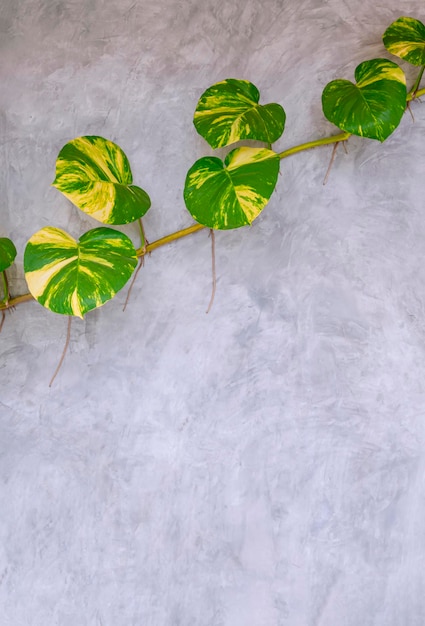 Green giant Devil's ivy plant are growing on surface of loft concrete wall in vertical frame