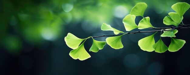 Зеленые листья гинкго билоба на темном фоне панорама природы Generative Ai