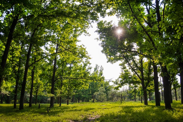 Green glade in the forest, light breaks through the leaves 