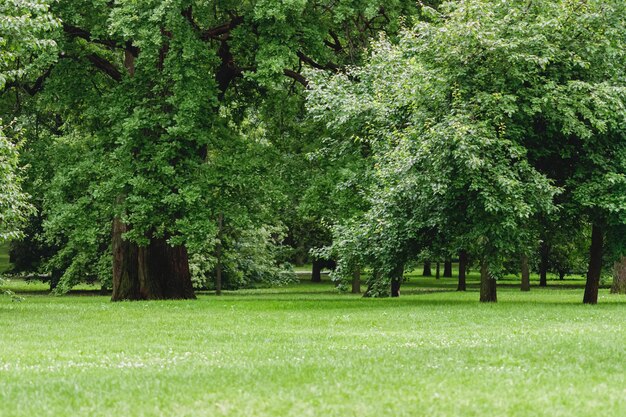 green glade with deciduous trees in city park