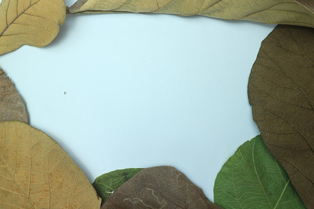 green and Golden teak tree leaves on white isolated background. border frame and copy space