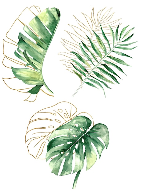 Green and Golden watercolor tropical monstera banana and palm leaves illustration