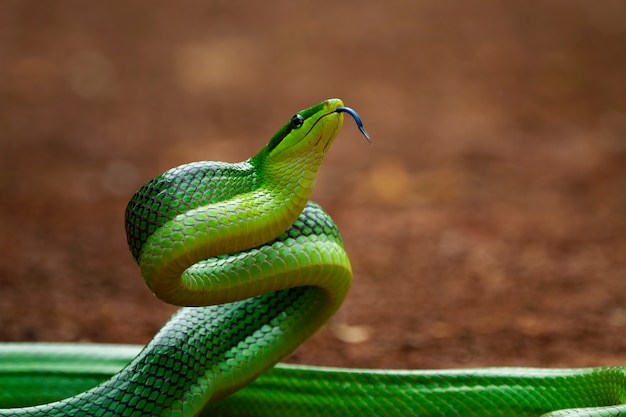 Gonyosoma oxycephalum 주위를 둘러보는 녹색 gonyosoma 뱀