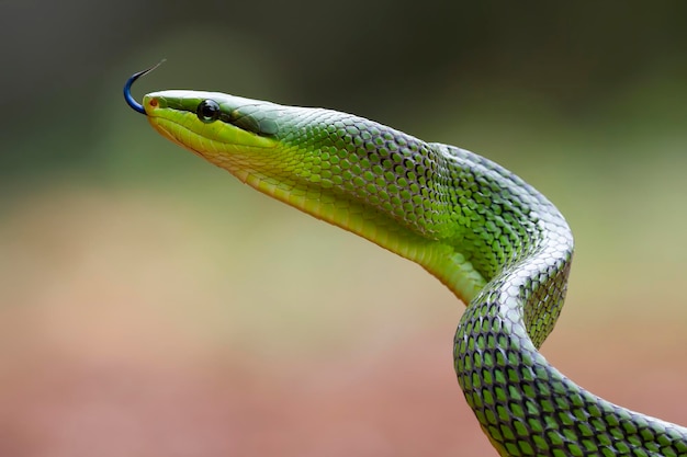 Serpente gonyosoma verde che si guarda intorno gonyosoma oxycephalum