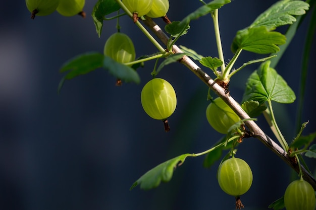 Bacche di uva spina verdi su uno sfondo scuro in una fotografia macro di un giorno d'estate