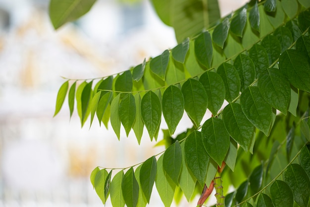 The green gooseberry leaf is on the outdoor is standing in the home