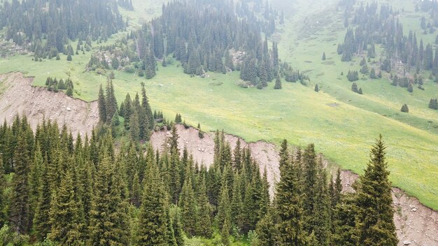 Green gorge with forest in the mountains