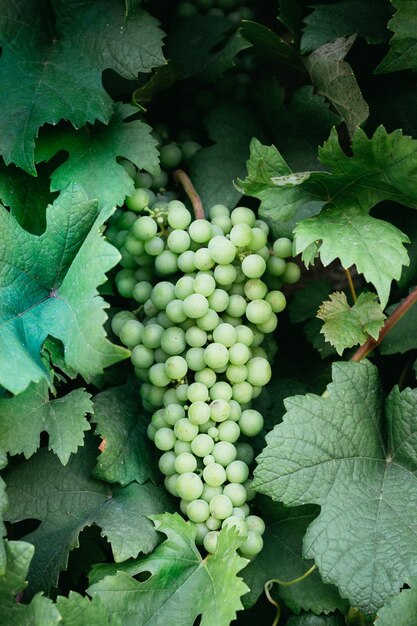 Foto un grappolo di uva verde che si stacca da una vite