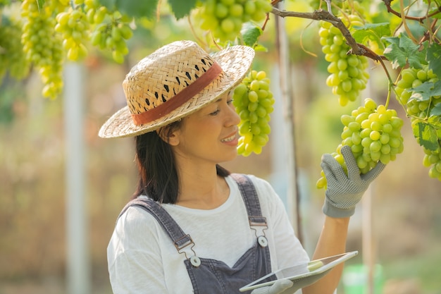 Green grape farm. female wearing overalls and farm dress straw hat