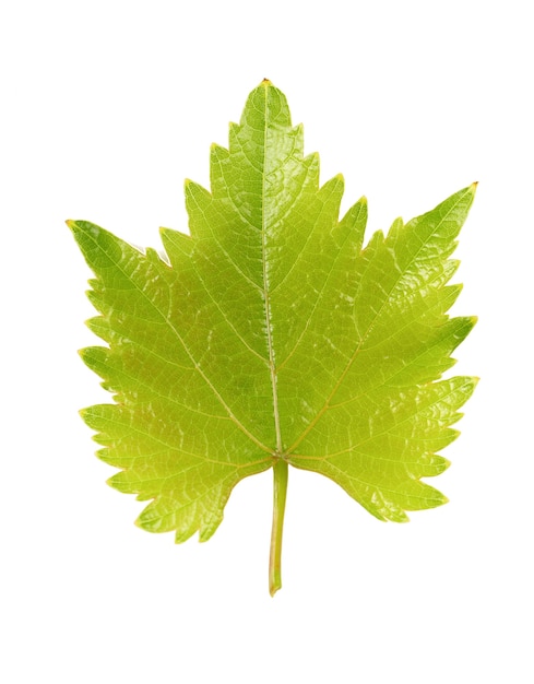 Green grape leaf isolated on white background. Clipping path.