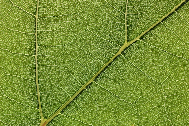 Green grape leaf with streaks close-up