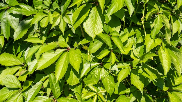 Green grape leaves background