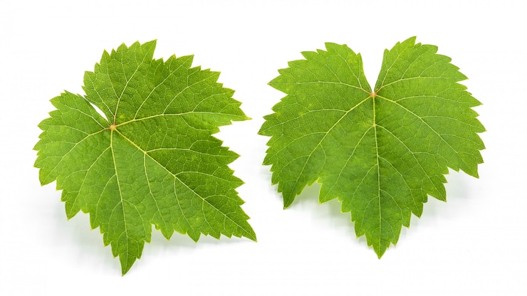 Photo green grape leaves isolated