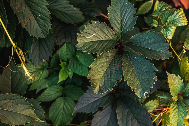 Green grape leaves in vineyard in spring or summer farming green garden