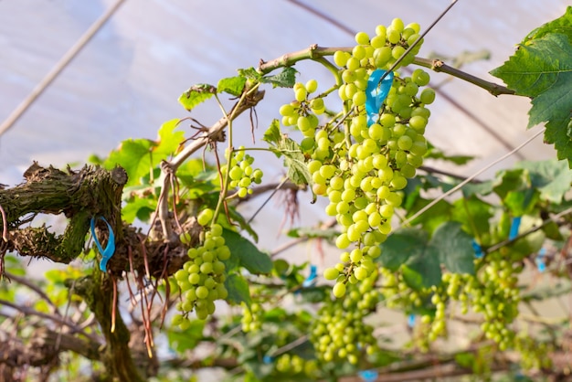 green grape on tree in vineyard