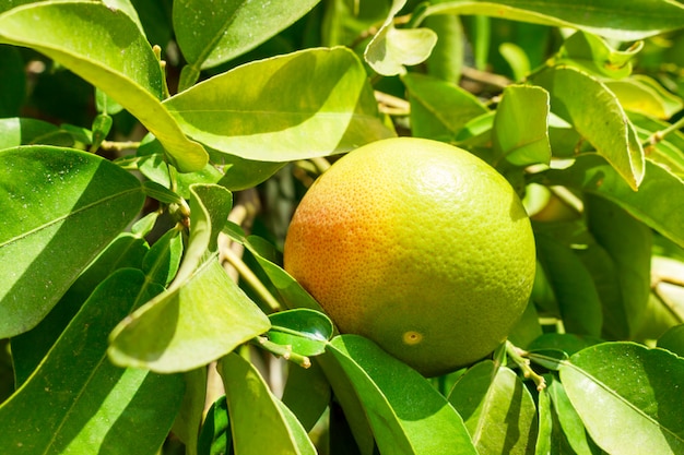 Green grapefruit on tree in plantation close up