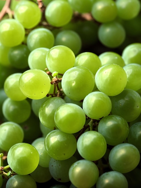 Green Grapes Fruit Product Photography