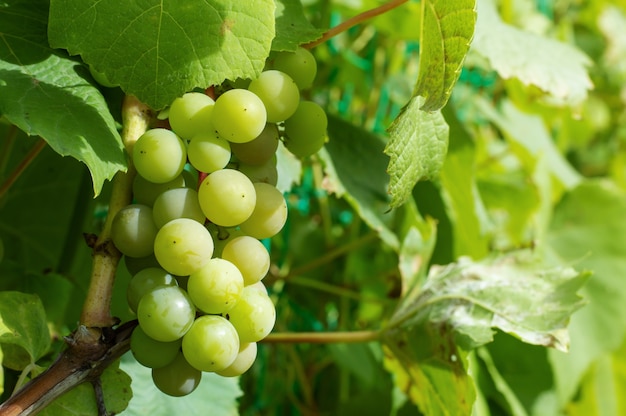 Green grapes garden.